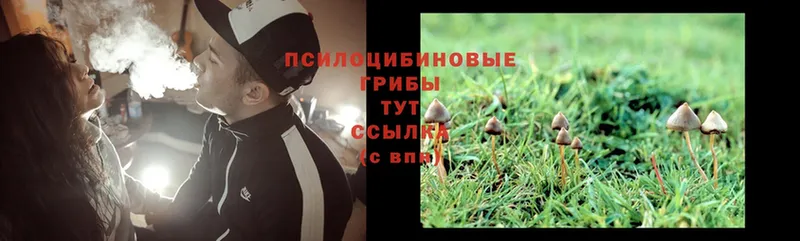 Псилоцибиновые грибы Psilocybe  Клин 